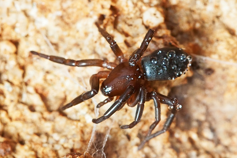 Trachyzelotes sp.